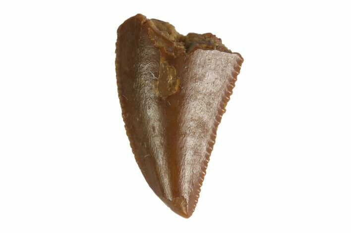 Serrated, Raptor Tooth - Real Dinosaur Tooth #144627